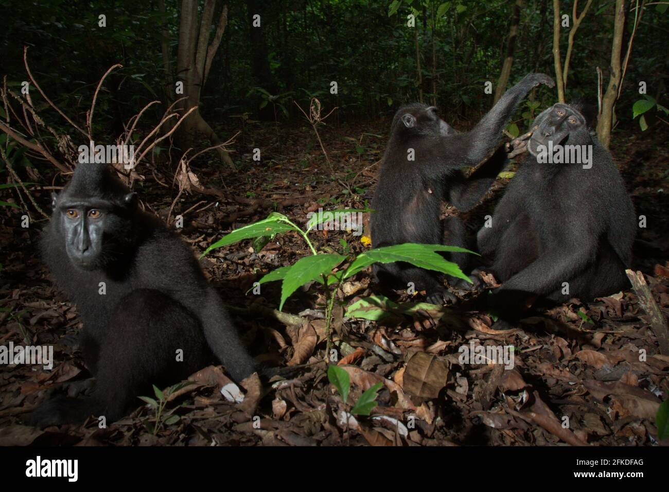 Crested Macaques Pflege. Stockfoto