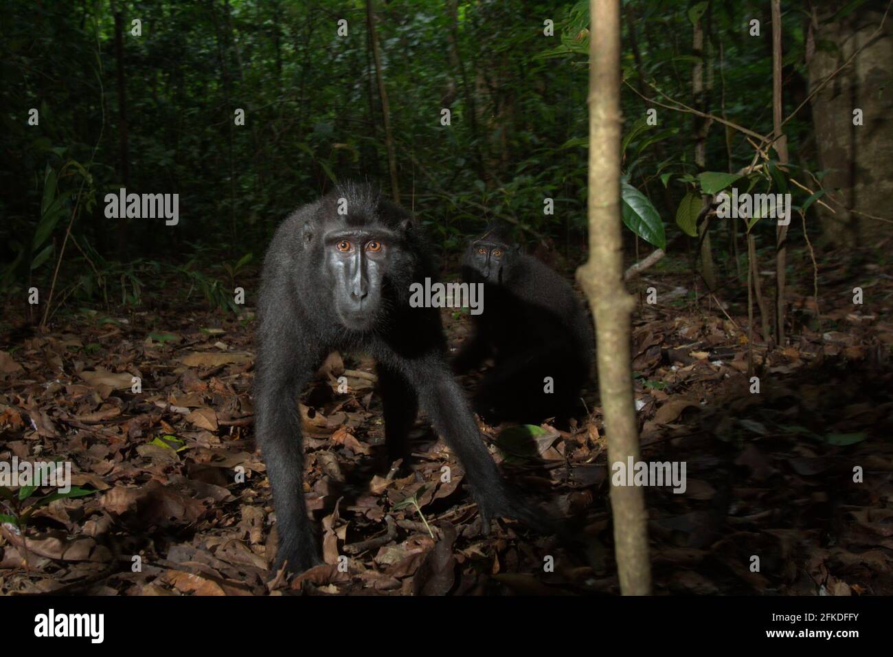 Die Makaken von Cebes schauten neugierig in die Kamera. Stockfoto