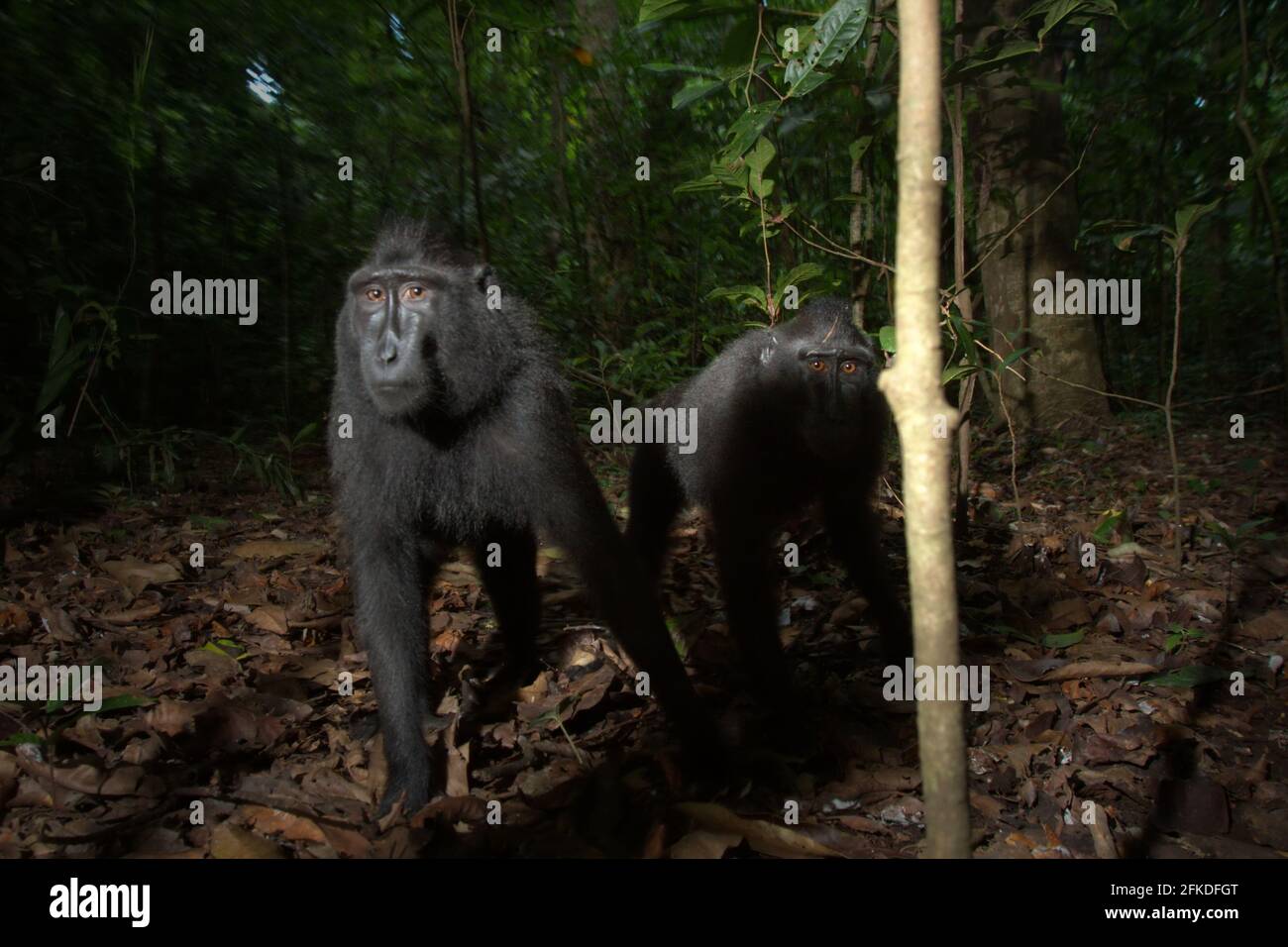 Die Makaken von Cebes schauten neugierig in die Kamera. Stockfoto