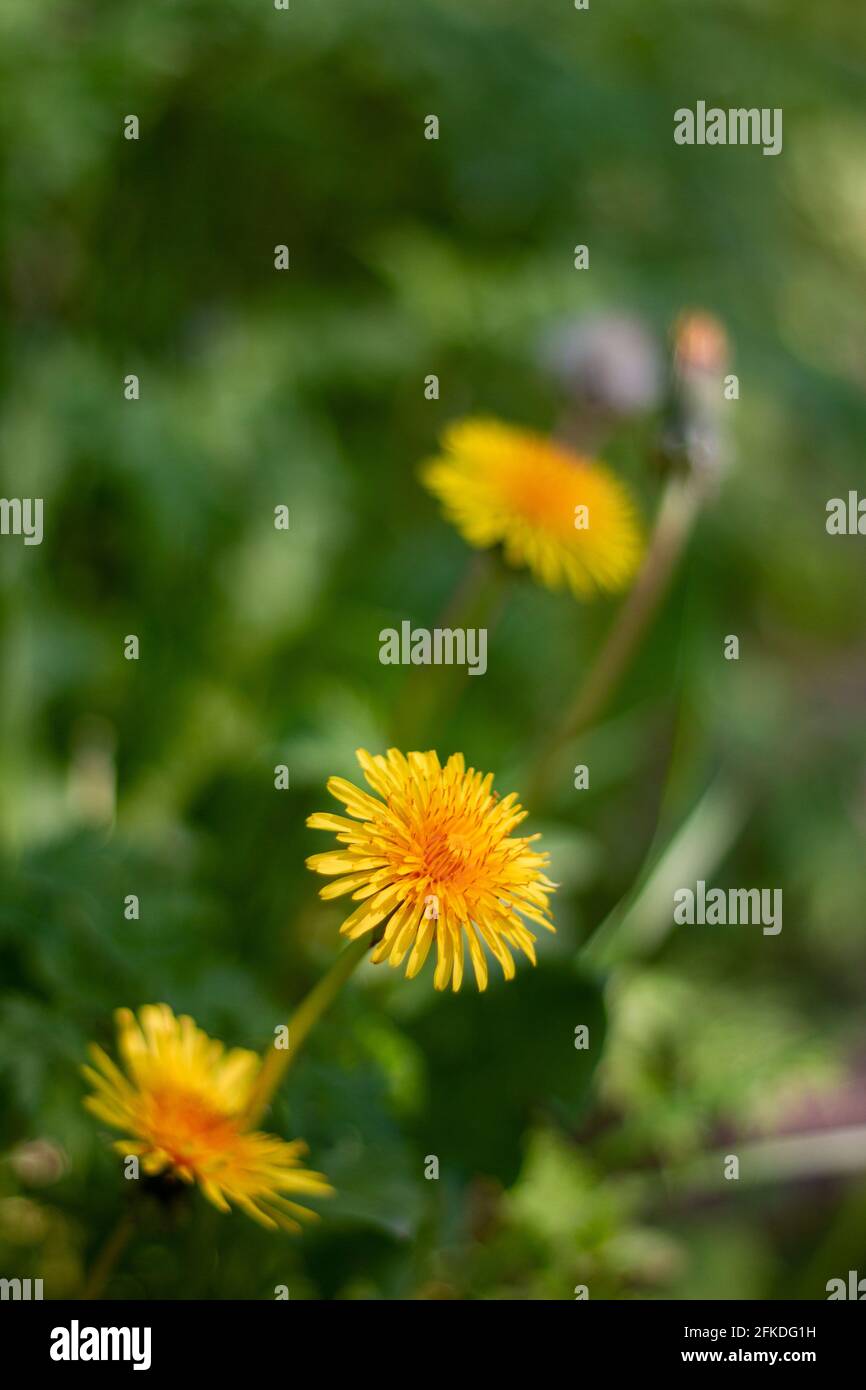 Drei gelbe Dandelion-Blüten auf einem verschwommenen grünen Hintergrund Ein sonniger Frühlingstag Stockfoto