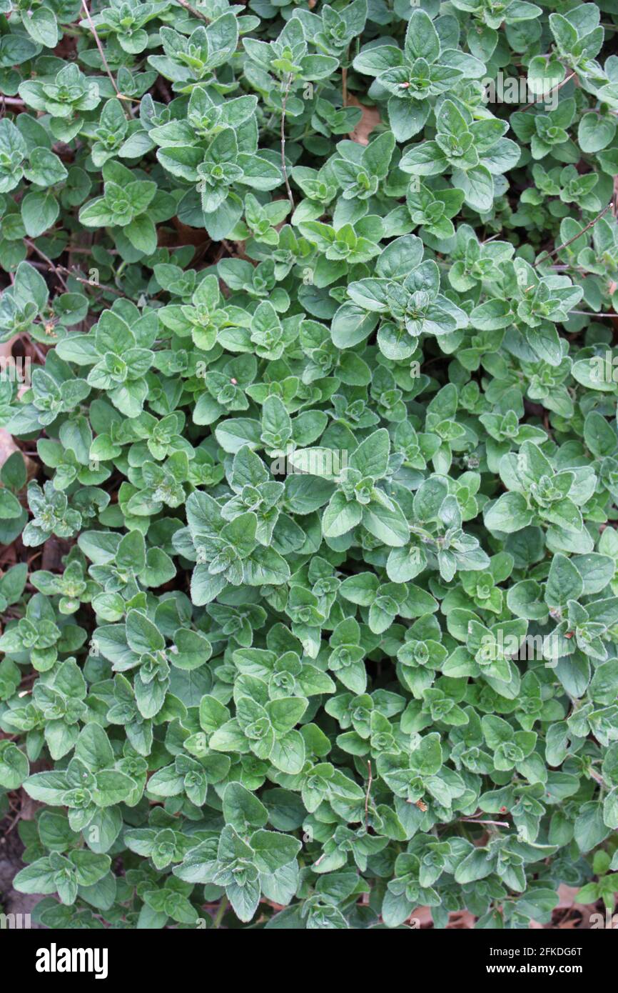 Ein Fleck griechischem Oregano Stockfoto
