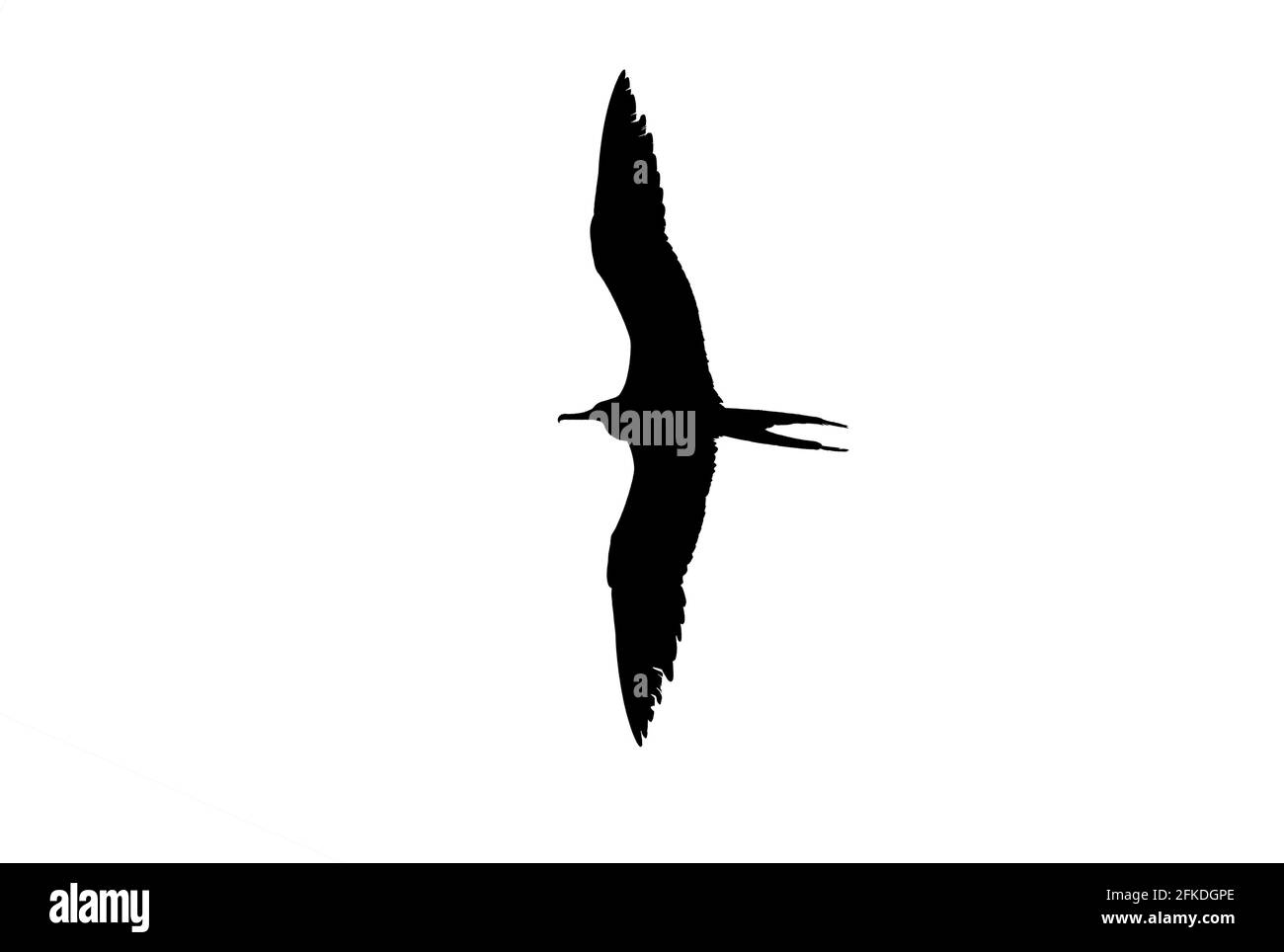 Eine detaillierte Silhouette eines Vogels in Spreading IT's Wings In Flight ist auf EINEM weißen Hintergrund isoliert Stockfoto