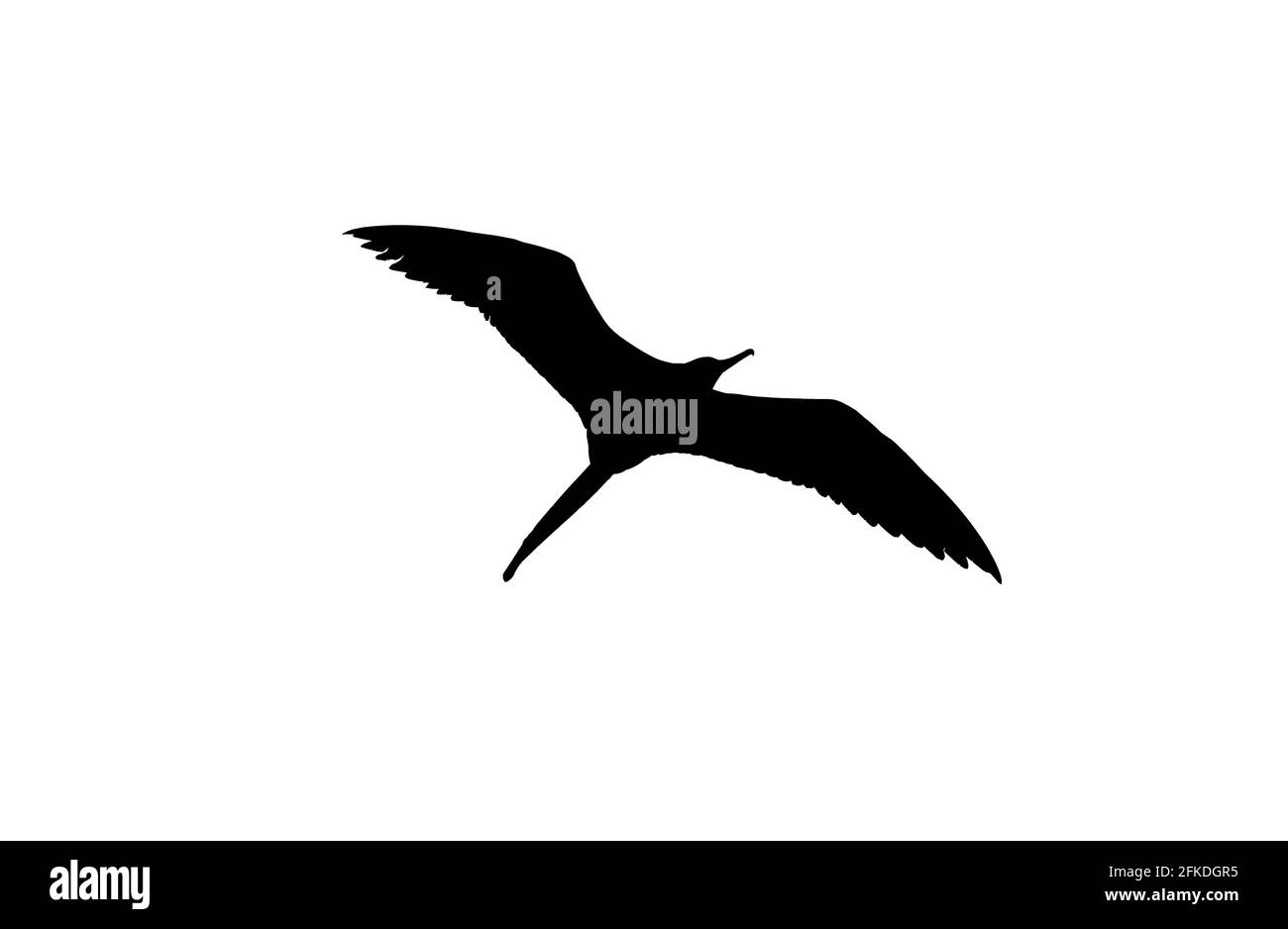 Eine detaillierte Silhouette eines Vogels in Spreading IT's Wings In Flight ist auf EINEM weißen Hintergrund isoliert Stockfoto