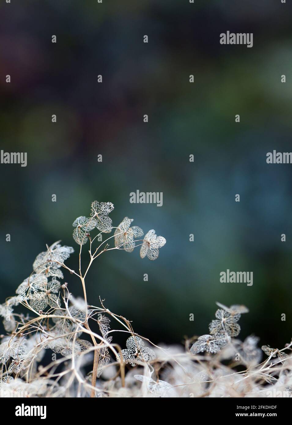 Zarte, abgestorbene getrocknete Hortensienblüten-Skelette. Herbst botanischen Hintergrund Stockfoto