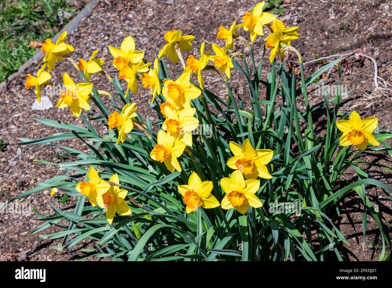 Narzissen, Tulpen und Krokus blühen in den Steamboat Springs Botanical Gardens Stockfoto