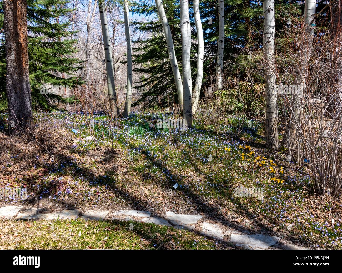 Narzissen, Tulpen und Krokus blühen in den Steamboat Springs Botanical Gardens Stockfoto