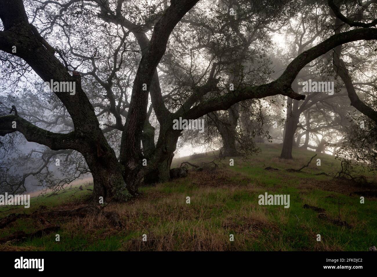 Eine Gruppe von Eichen im Nebel im Morgan Territory Regional Preserve, einem Park im East Bay Regional Park District, in der Nähe von Livermore, Kalifornien. Stockfoto