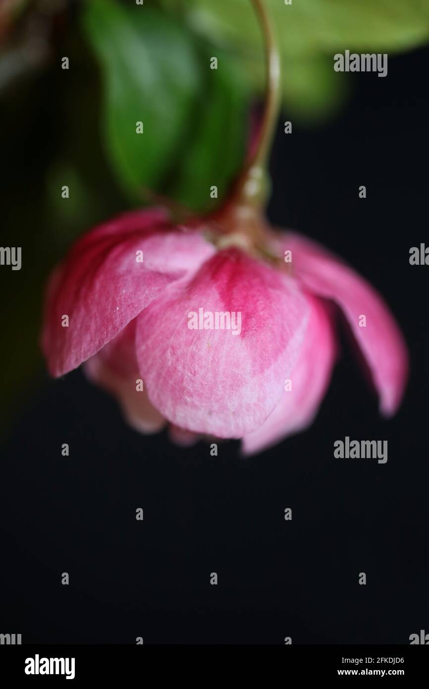 Rosa Kirschblüte Blüte Nahaufnahme Hintergrund Prunus serrulata Familie rosaceae Moderne botanische Großformatdrucke Stockfoto