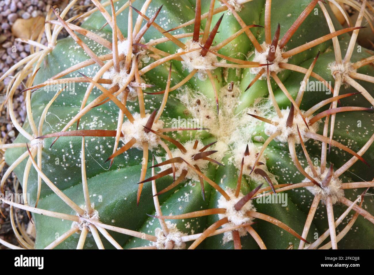 Nahaufnahme von Kalkabinsen überall im Kaktus Stockfoto