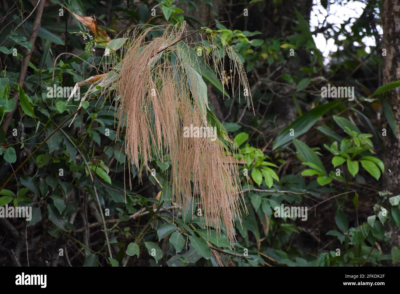 Thysanolaena latifoia ist eine Pflanze aus der Grasfamilie reichlich vorhanden Im himalaya-Gebirge Stockfoto