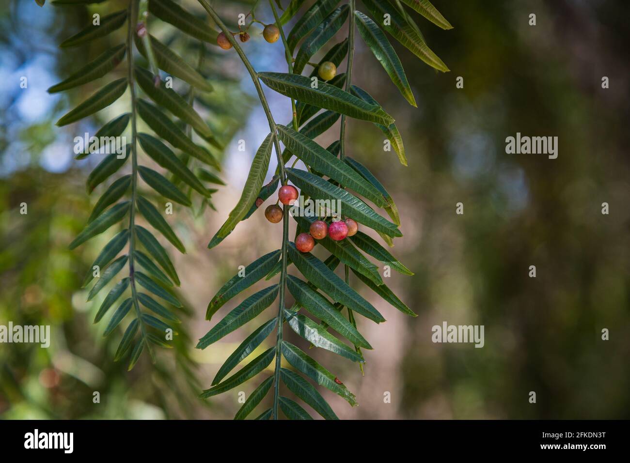 Nahaufnahme schöner Baum mit Früchten von schwarzem Pfeffer, umgeben von vielen leuchtend grünen Blättern, weicher Fokus Stockfoto