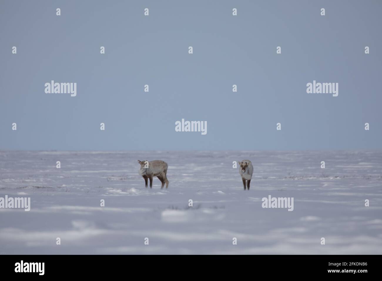 Zwei karge Karibus, rangifer tarandus groenlandicus, stehen im späten Frühjahr im Schnee in der Nähe von Arviat, Nunavut Stockfoto