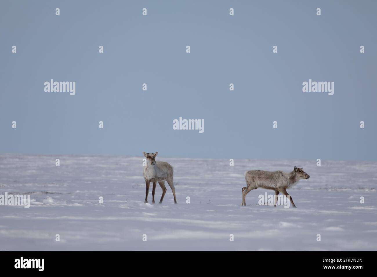 Zwei karge Karibus, rangifer tarandus groenlandicus, stehen im späten Frühjahr im Schnee in der Nähe von Arviat, Nunavut Stockfoto