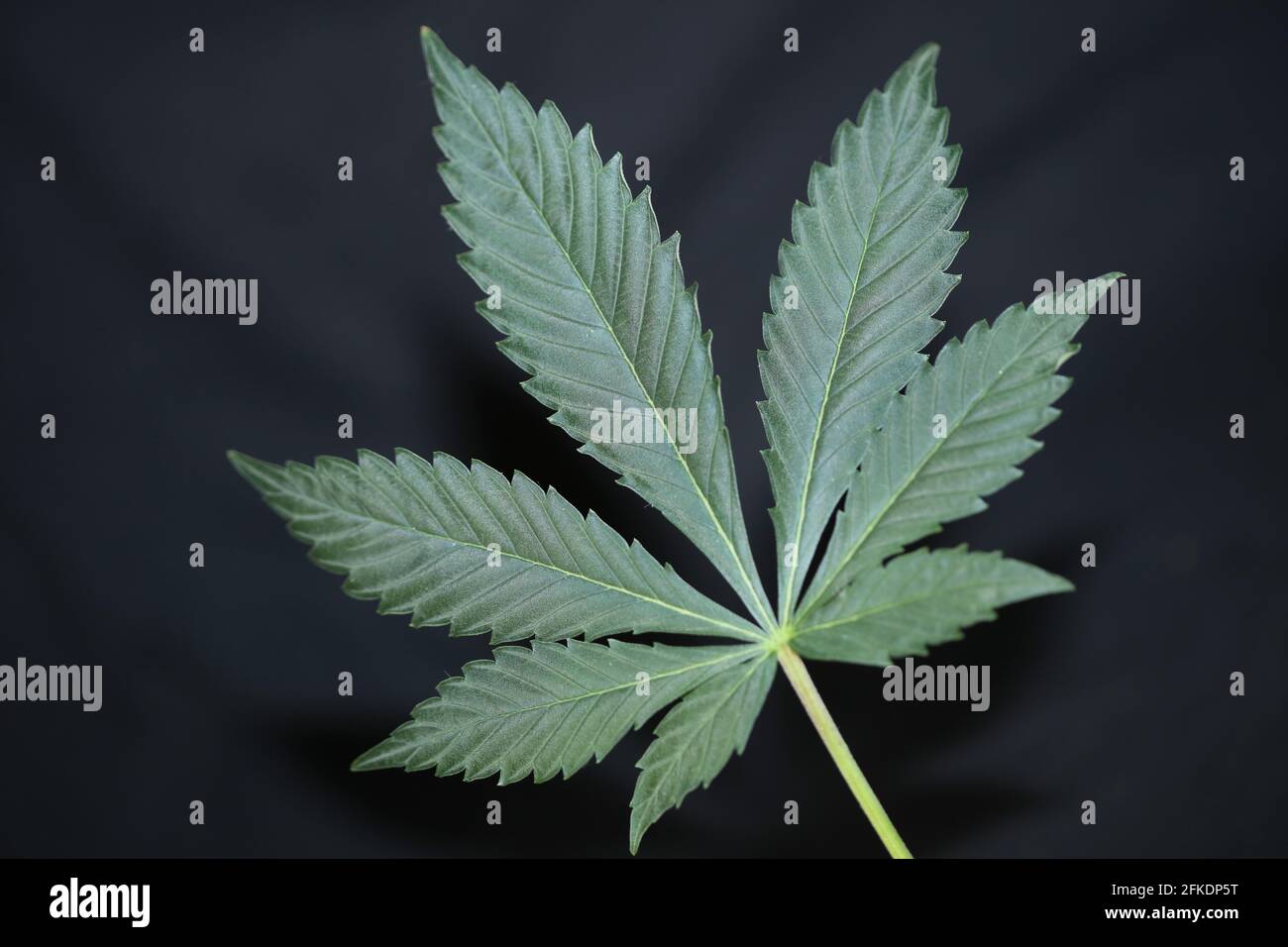 Marihuana grünes Blatt Nahaufnahme modern isoliert auf verschiedenen Hintergrund Große Drucke, die medizinisches Cannabis Sativa anbauen Stockfoto