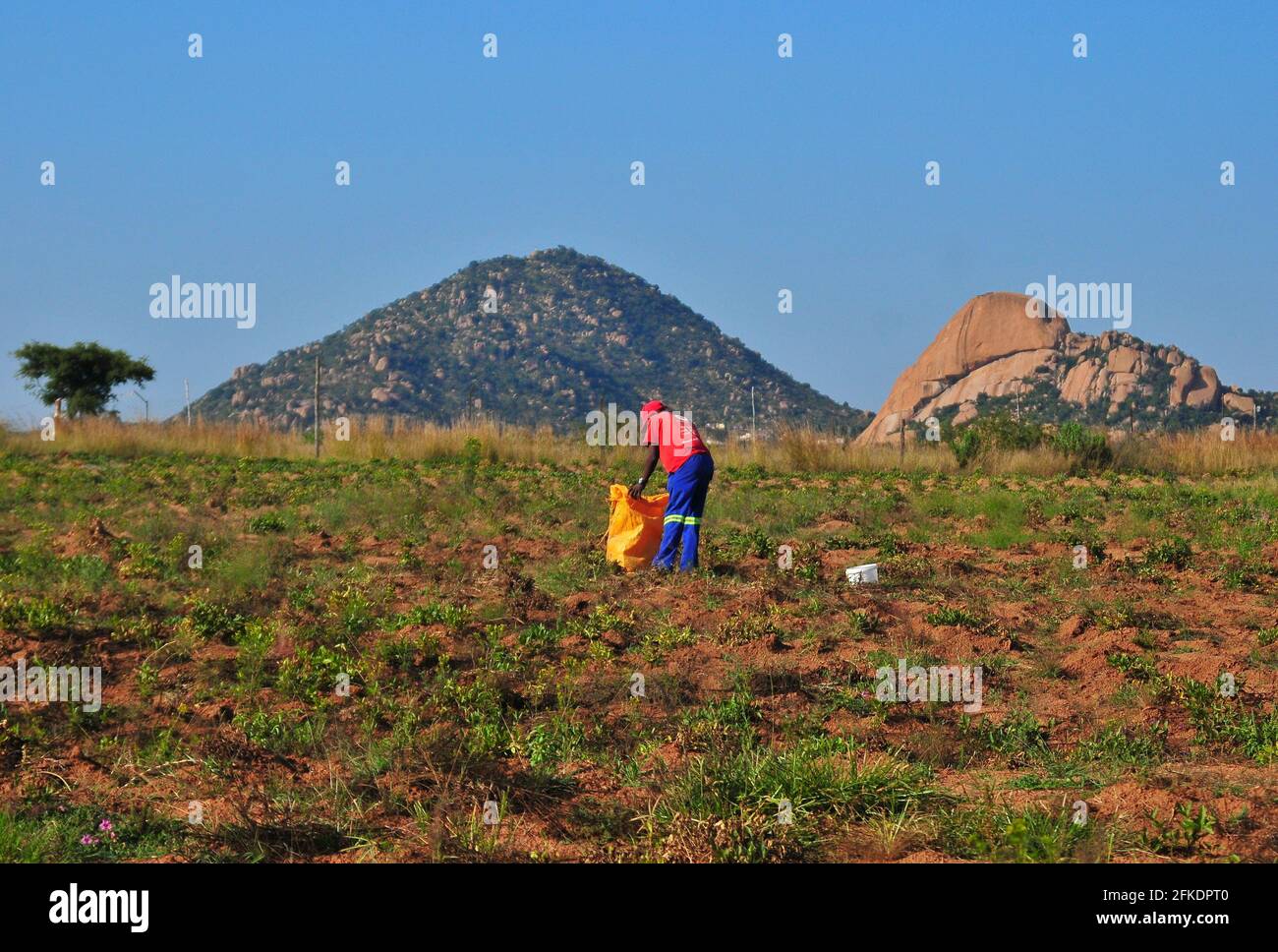 Subsistenzbauern im ländlichen Südafrika ernten danach bambara-Erdnüsse Covid-19-Sperre Stockfoto