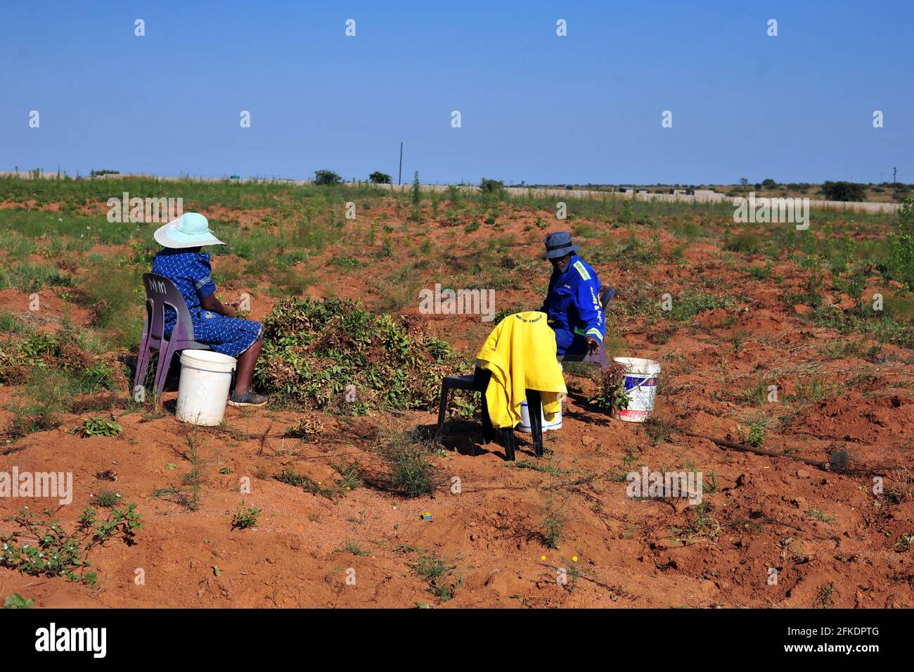 Subsistenzbauern im ländlichen Südafrika ernten danach bambara-Erdnüsse Covid-19-Sperre Stockfoto