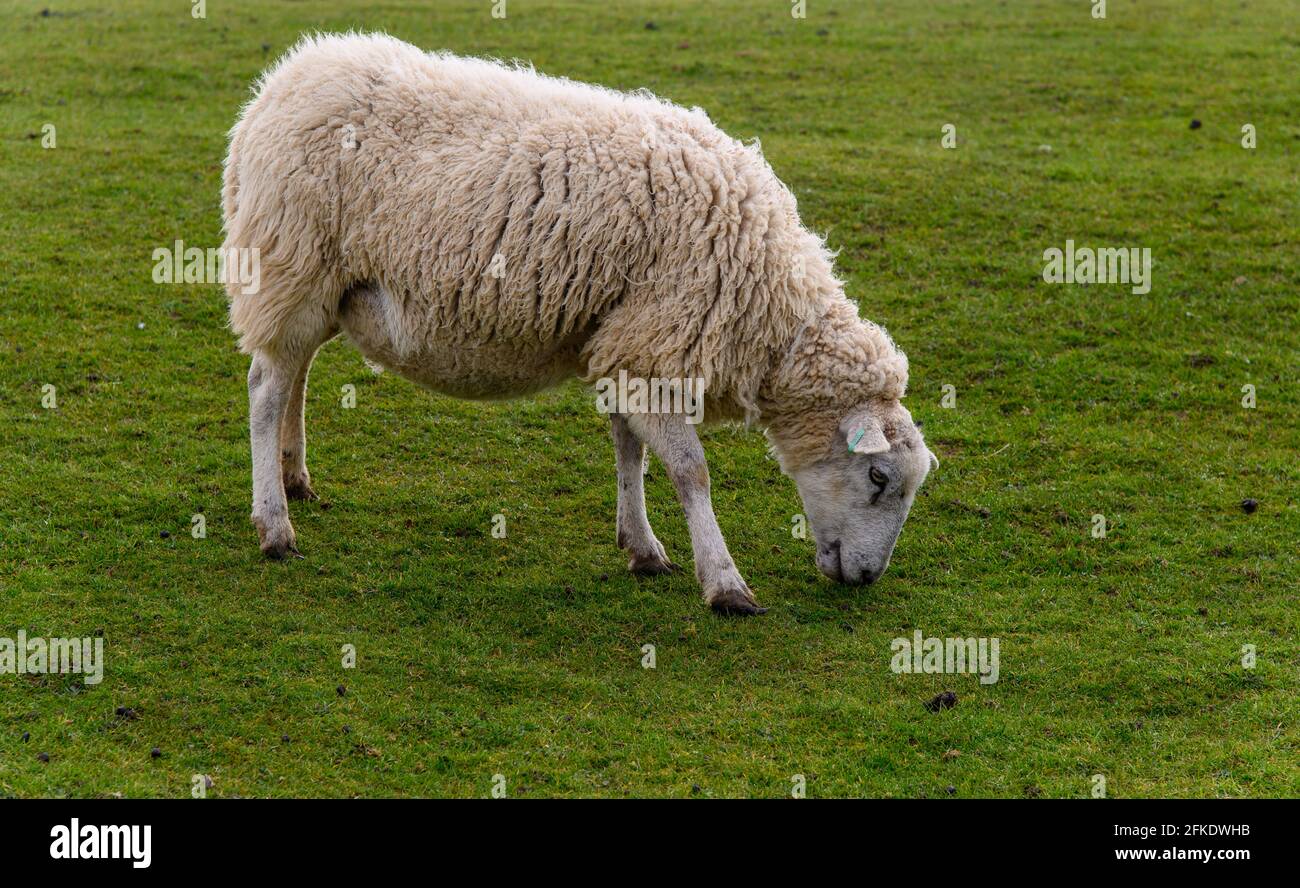 Ein trächtiges Schaf, das im Frühlingssonne weidet Stockfoto