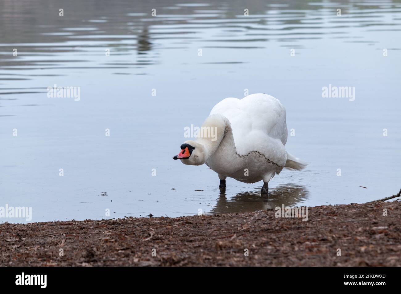 Muter Schwan, Cygnus olor, steht an einem Seeufer Stockfoto