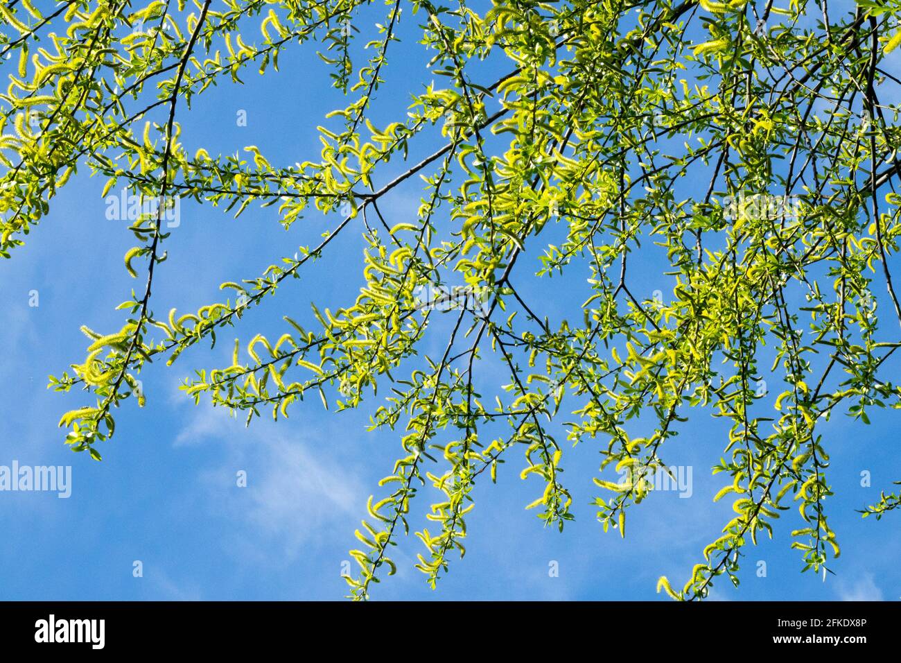 Brüchige Weidenkatbeine Salix fragilis Zweige Frühlingsrisse Weidenzweige vor blauem Himmel Weidenalter brüchige Weidenzweige Pflanze Frühlingspollen Stockfoto