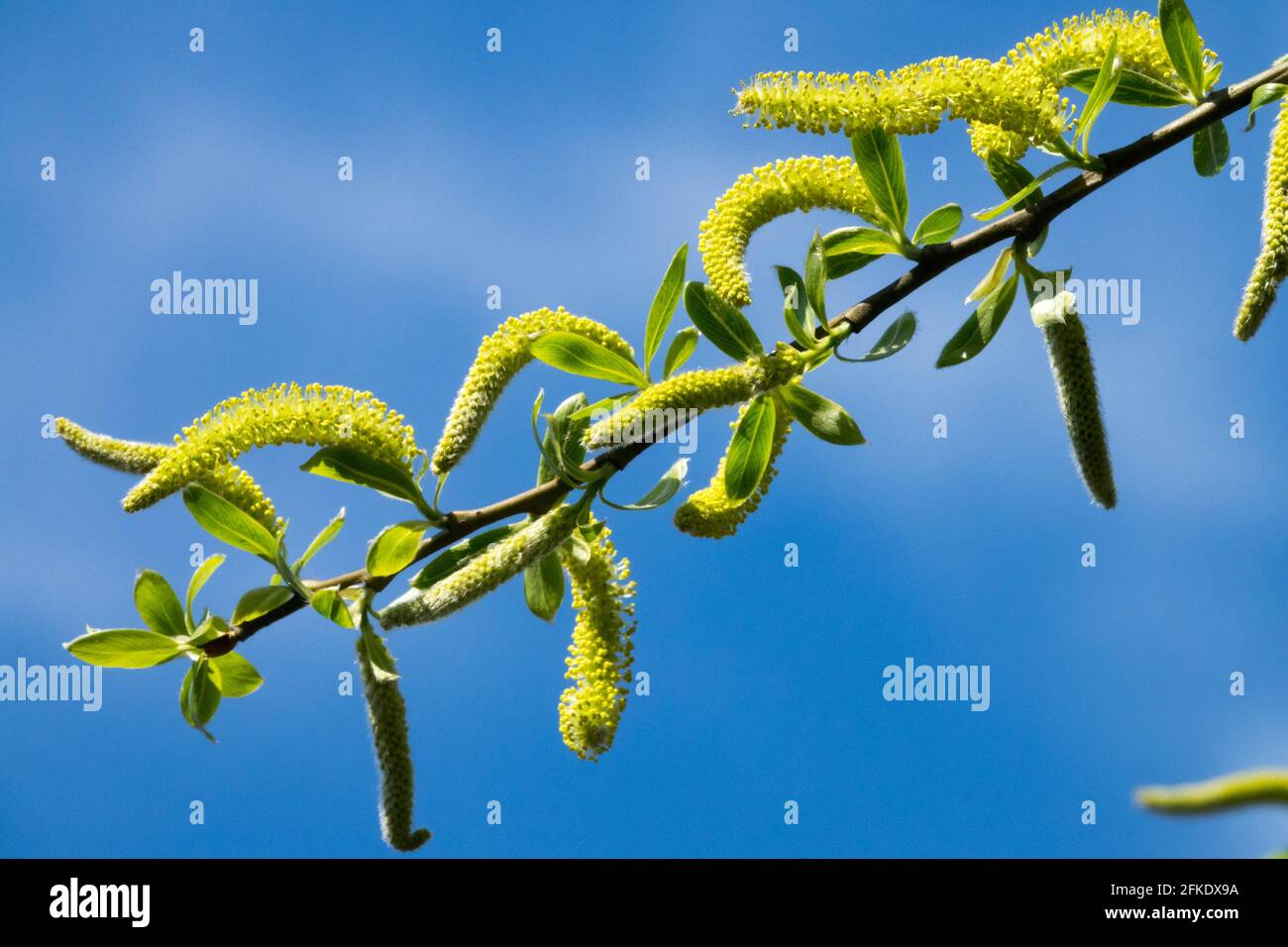Riss Weidenkatkins Salix fragilis Aments Against Blue Sky Spring Blooming Branch spröde Weide blüht Yellow Twig blüht Salix Springtime Plant Stockfoto