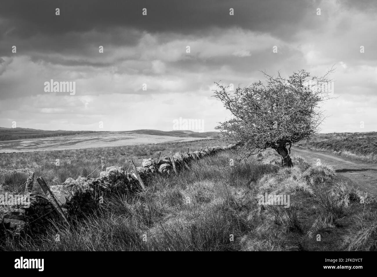 Landschaften und Szenen vom Wandern auf dem Pennine Way National Trail, der durch die Landschaft von Northumberland führt Stockfoto