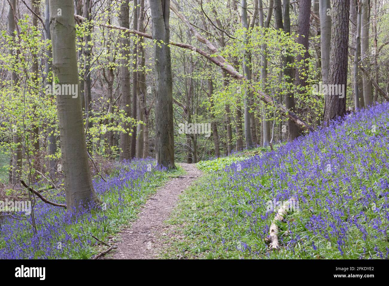 Ein Buchenholz voller leuchtend blauer Bluebell blüht im Frühling in Northumberland, Nordostengland Stockfoto