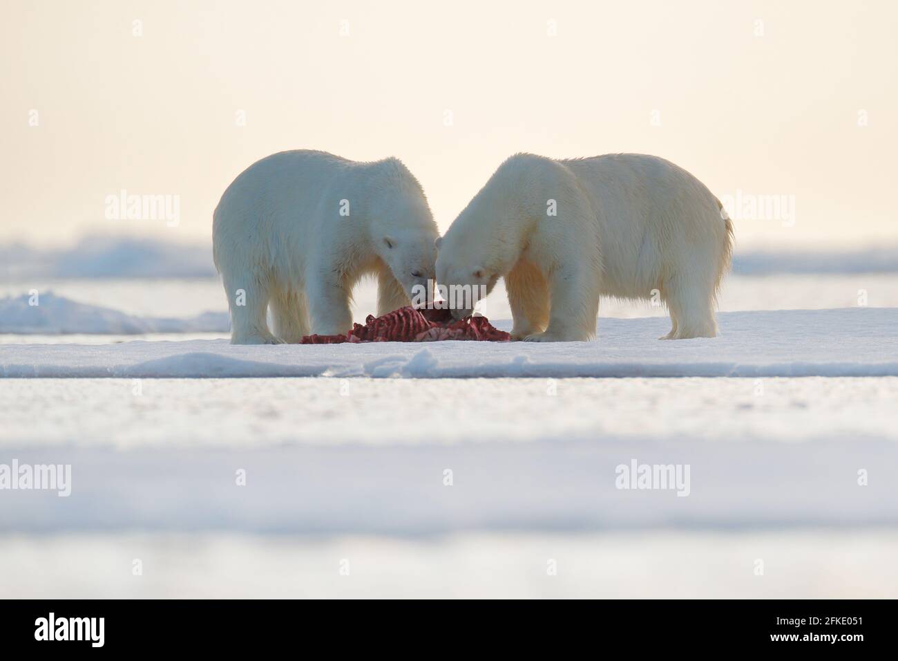 Zwei Eisbären mit abgetöteten Robben. Weißbär füttert auf Drift-Eis mit Schnee, Svalbard, Norwegen. Blutige Natur mit großen Tieren. Gefährliche baer mit Auto Stockfoto