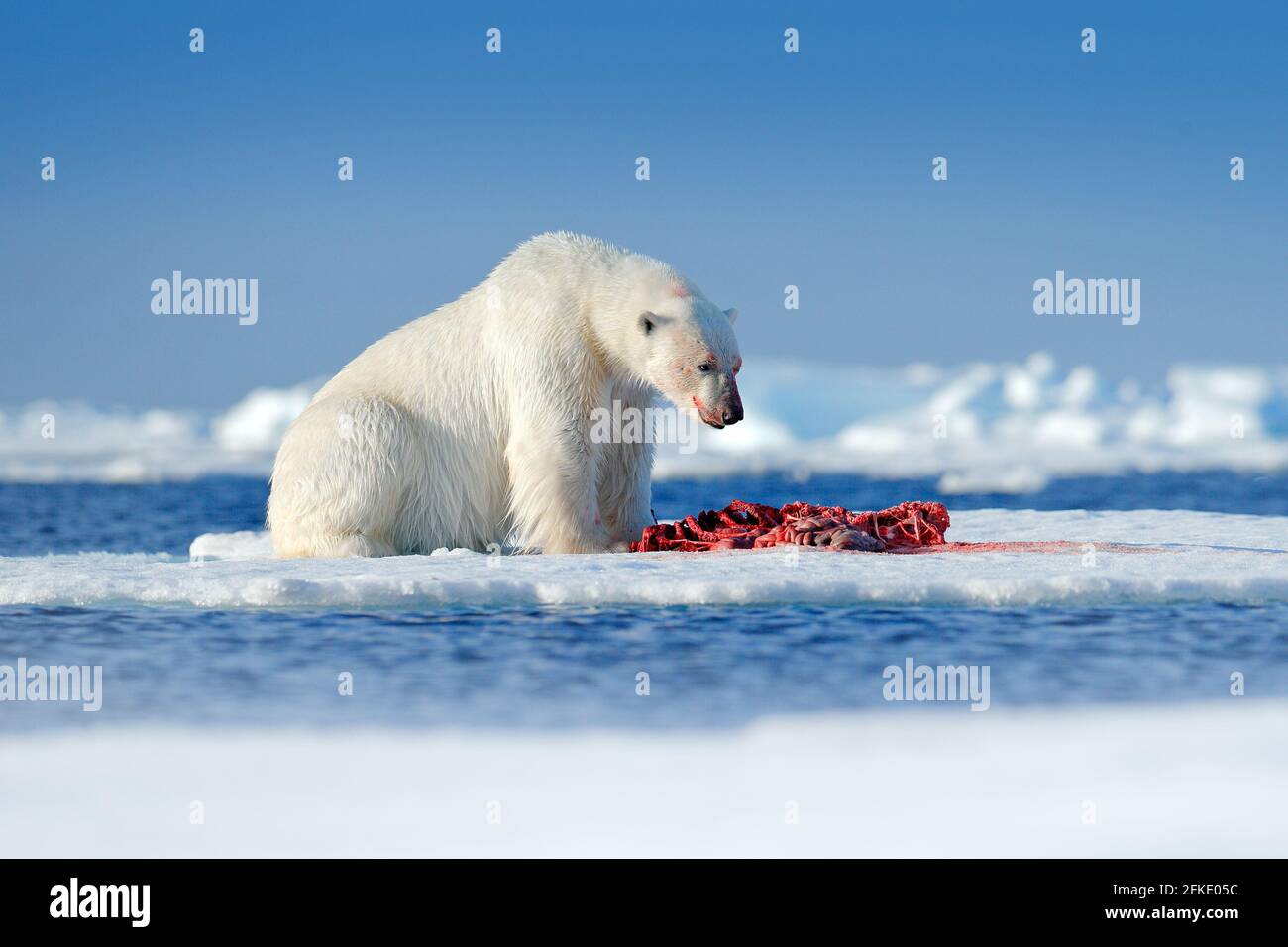 Tierverhalten in der Arktis. Weißer Eisbär auf treibendem Eis mit Schneefütterung an getöteten Robben, Skelett und Blut, Svalbard, Norwegen. Blutige Natur Stockfoto