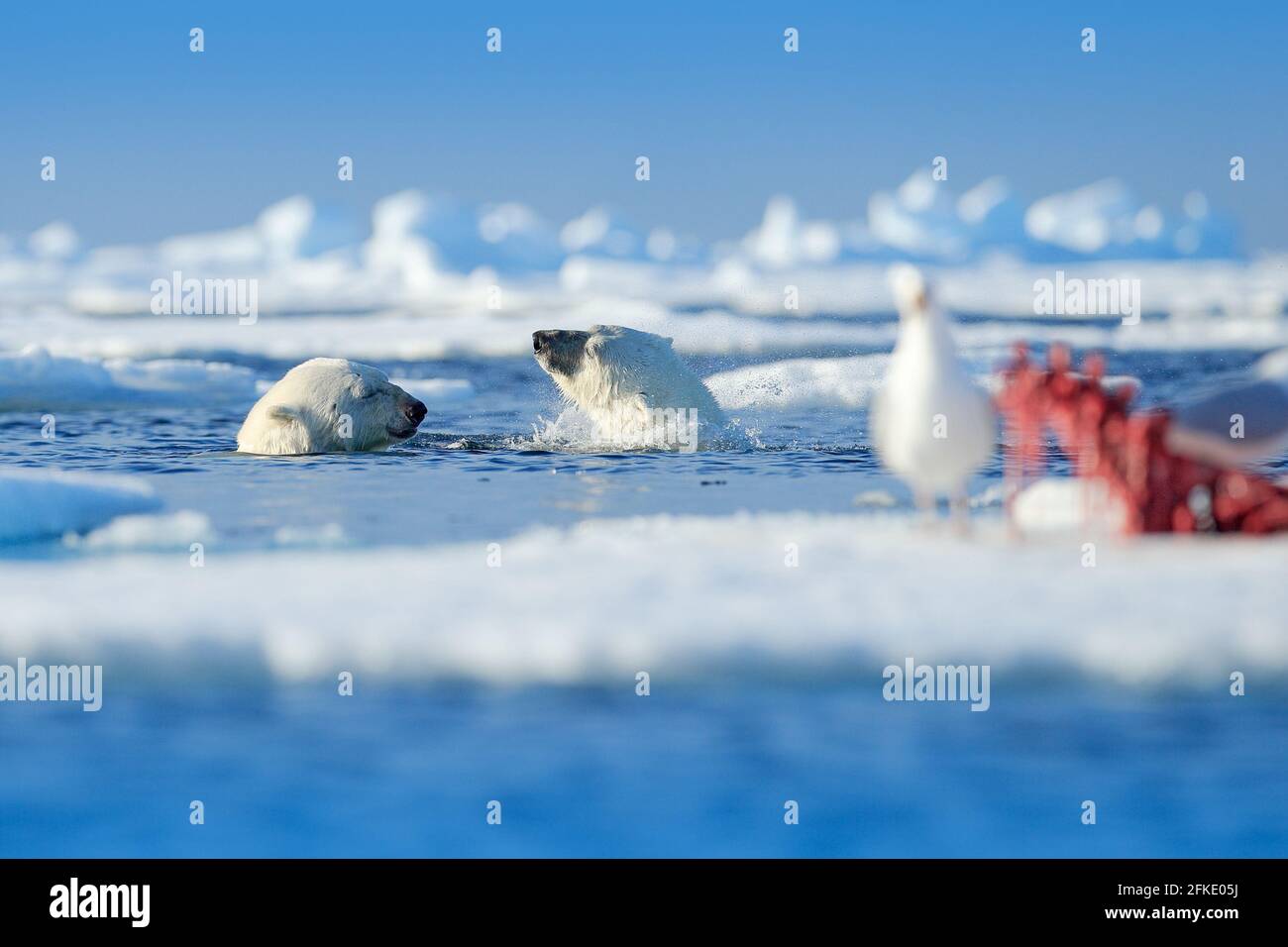 Zwei Eisbären mit abgetöteten Robben. Weißbär füttert auf Drift-Eis mit Schnee, Manitoba, Kanada. Blutige Natur mit großen Tieren. Gefährliche baer mit Auto Stockfoto