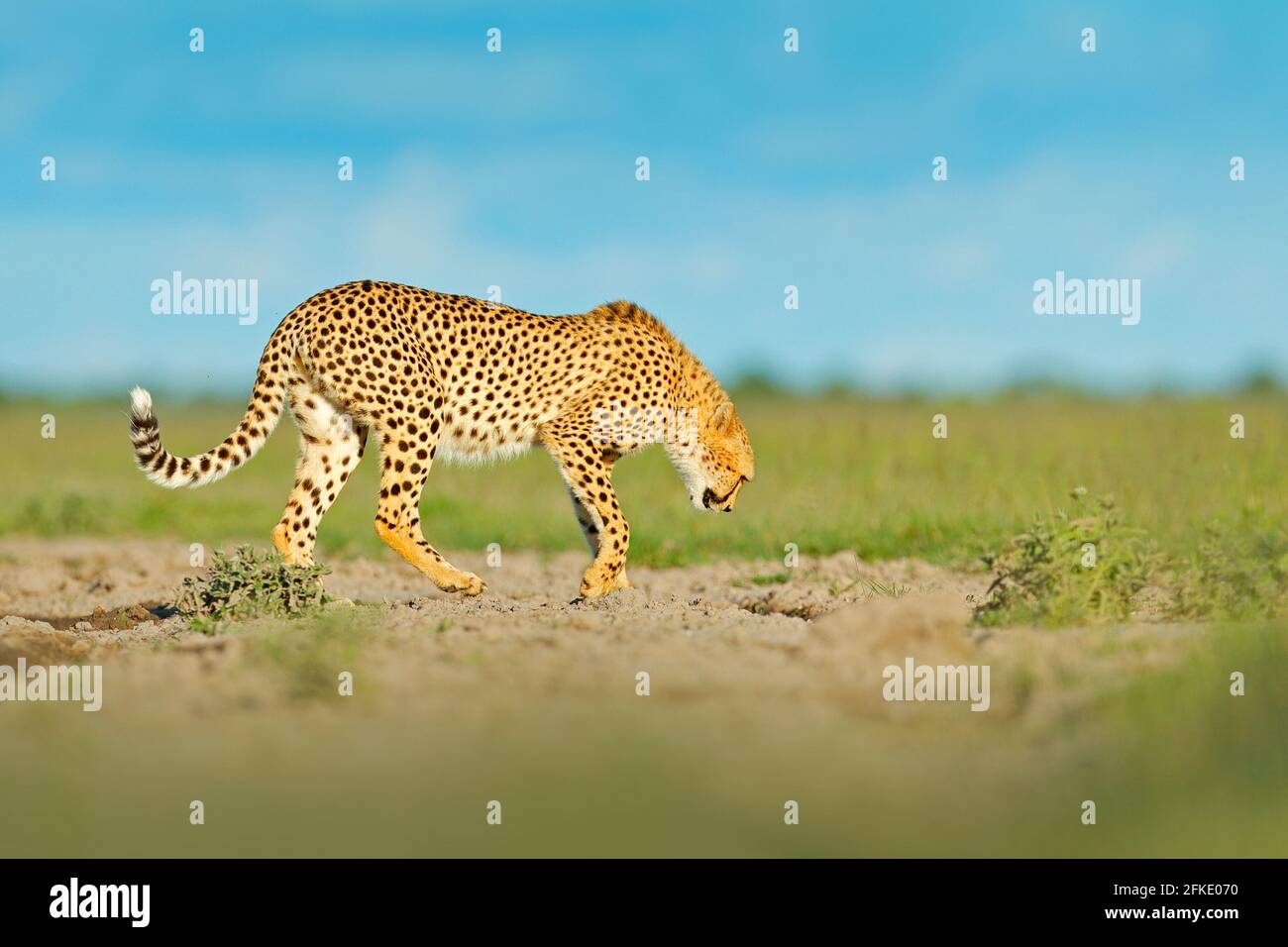 Gepard im Gras, blauer Himmel mit Wolken. Gefleckte Wildkatze in Naturlebensraum. Gepard, Acinonyx jubatus, Wildkatze. Schnellstes Säugetier auf dem Land, B Stockfoto