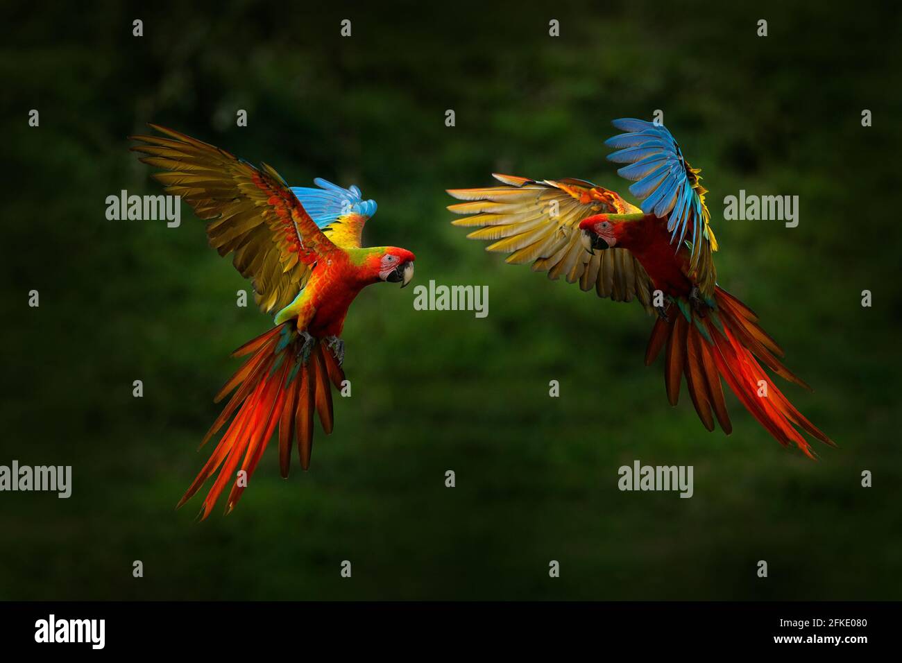 Roter Hybrid-Papagei im Wald. Ara Papagei fliegen in dunkelgrüner Vegetation. Seltene Form Ara macao x Ara ambigua, im tropischen Wald, Costa Rica. Wildtiere Stockfoto