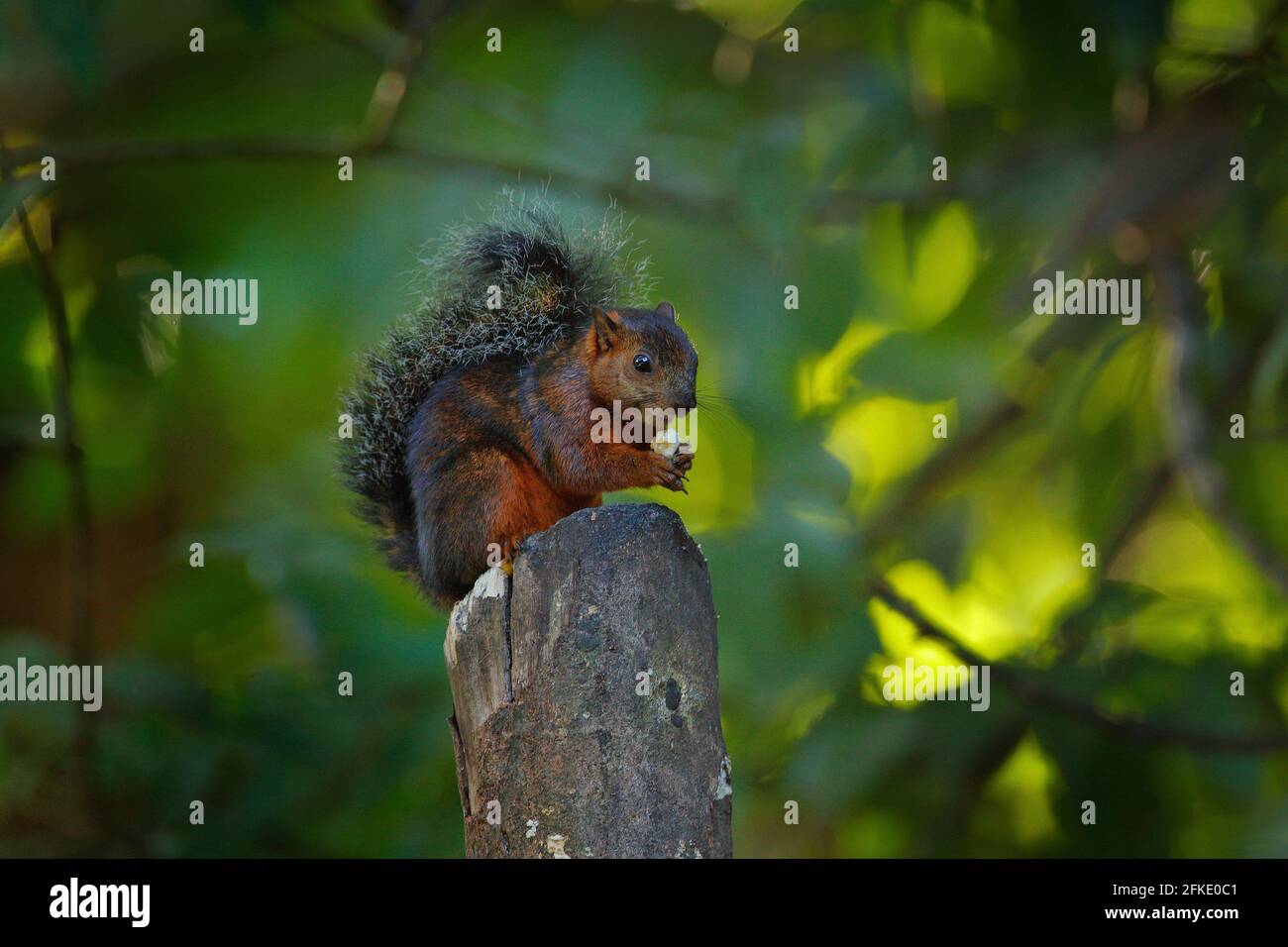 Buntes Eichhörnchen, Sciurus variegatoides, mit Futter, Kopfdetailportrait, Costa Rica, Wildlife-Szene aus Mittelamerika. Stockfoto