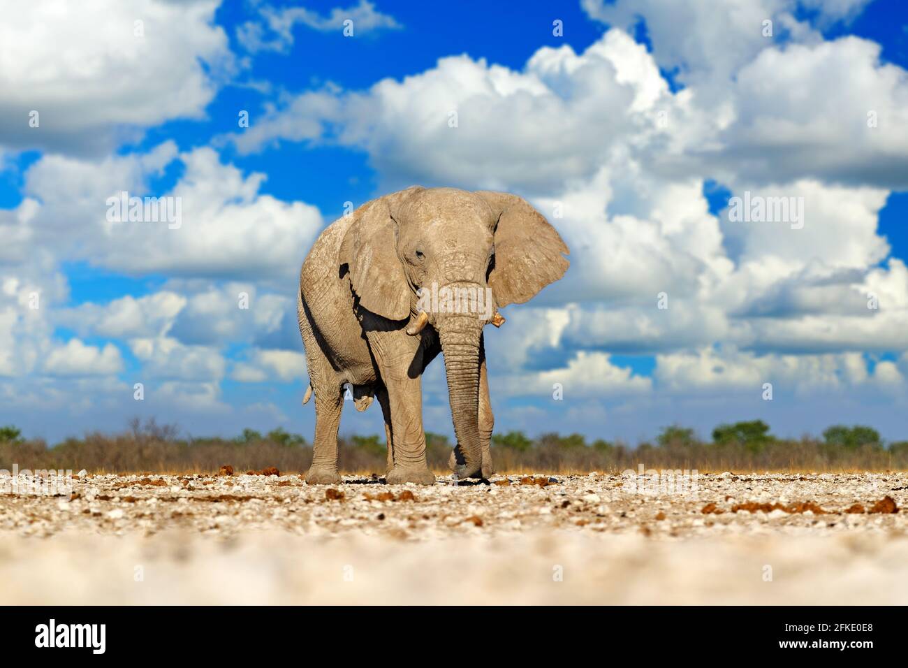 Großer afrikanischer Elefant, mit blauem Himmel und weißen Wolken, Etocha NP, Namibia in Afrika. Elepaht im Kiessand, Trockenzeit. Wildlife scene i nthe natu Stockfoto