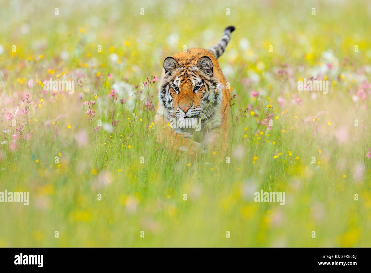 Tiger mit rosa und gelben Blüten. Amur-Tiger gehen im Baumwollgras. Blühende Wiese mit gefährlichen Tieren. Wildtiere aus dem Sommer Russland. Große Katze i Stockfoto