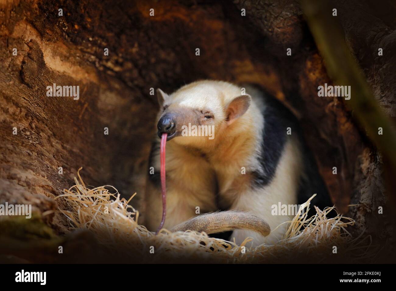 Lange Zunge. Südliches Tamandua, Tamandua tetradactyla, wilder Ameisenbär im Naturwaldhabitat, Brasilien. Wildlife-Szene aus tropischem Dschungelwald. A Stockfoto