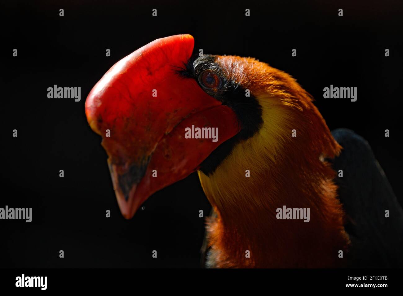 Philippinischer Hornbill im Lebensraum des dunklen Waldes. Kopf mit roten großen Schnabel von Vogel im Dschungel, Tierwelt. Rotschnabel, Buceros-Hydrocorax, Detailschnabel p Stockfoto