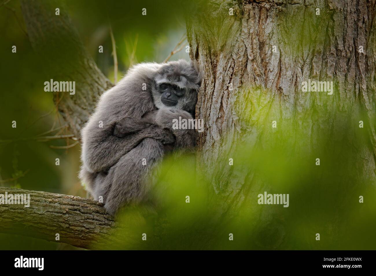 Javan silvery Gibbon, Hylobates moloch, Affe in der Natur Wald Lebensraum. Grauer Gibbon auf dem Baum, Java, Indonesien in Asien. Wildlife-Szene aus wi Stockfoto