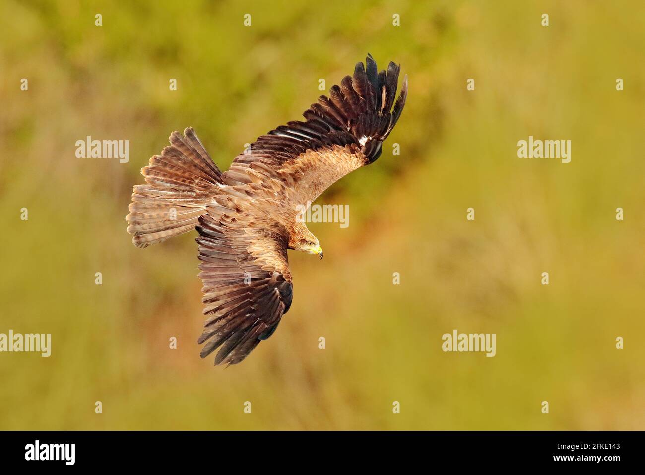 Roter Drachen im Flug, Milvus milvus, Greifvögel fliegen über Waldbaumwiese. Jagdtier mit Fang. Drachen mit offenen Flügeln, Rumänien, Europa. Stockfoto