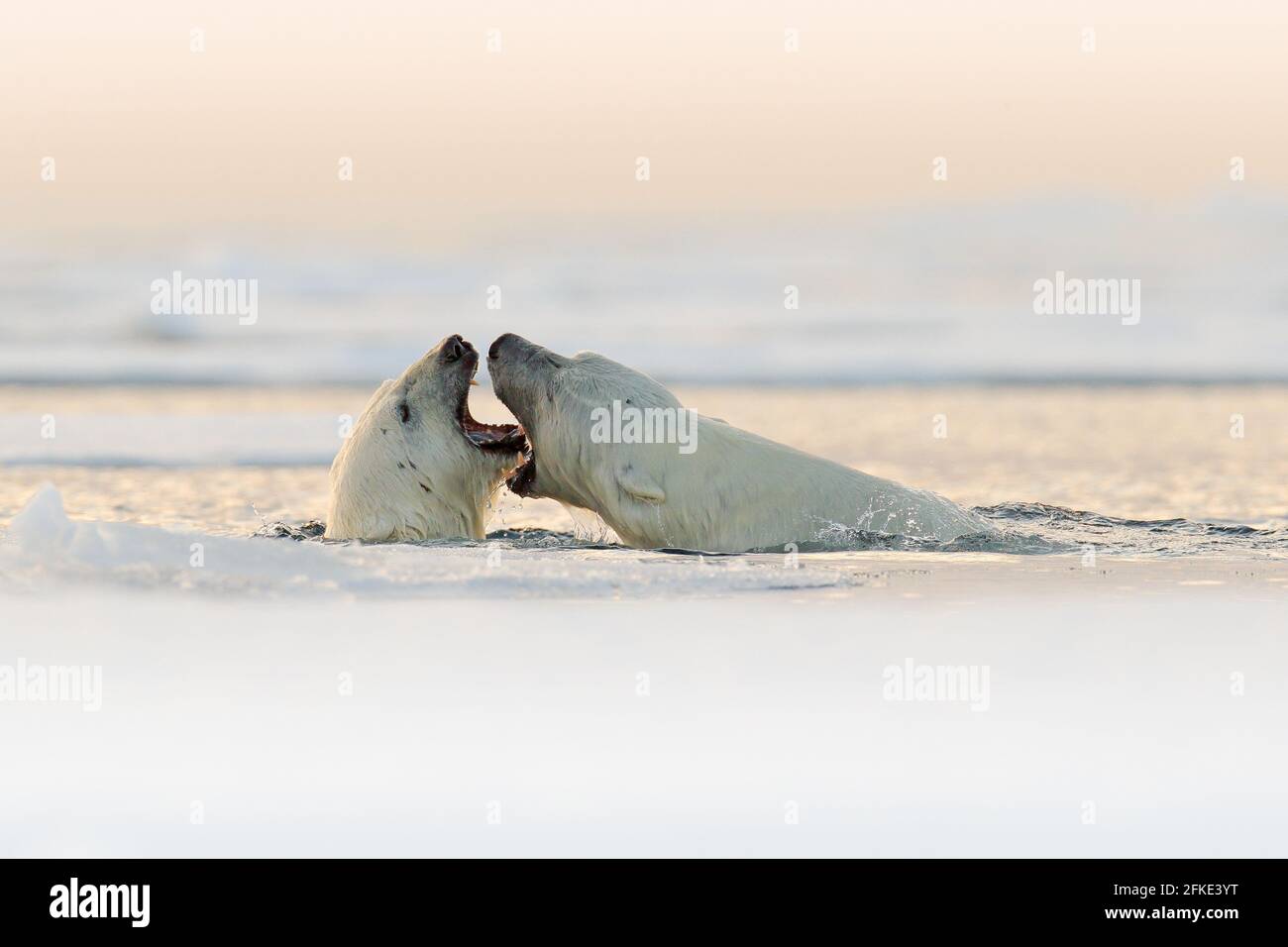 Eisbären kämpfen im Wasser. Zwei Eisbären spielen auf dem treibenden Eis mit Schnee. Weiße Tiere in der Natur Lebensraum, Svalbard, Norwegen. Tiere spielen Stockfoto