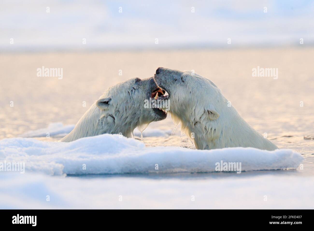 Eisbären kämpfen im Wasser. Zwei Eisbären spielen auf dem treibenden Eis mit Schnee. Weiße Tiere in der Natur Lebensraum, Svalbard, Norwegen. Tiere spielen Stockfoto