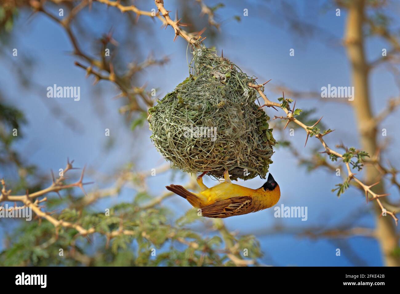 Der afrikanische südliche maskierte Weber, Ploceus velatus, baut das grüne Grasnest. Gelbe Vögel mit schwarzem Kopf mit roten Augen, Tierverhalten in der Habita Stockfoto