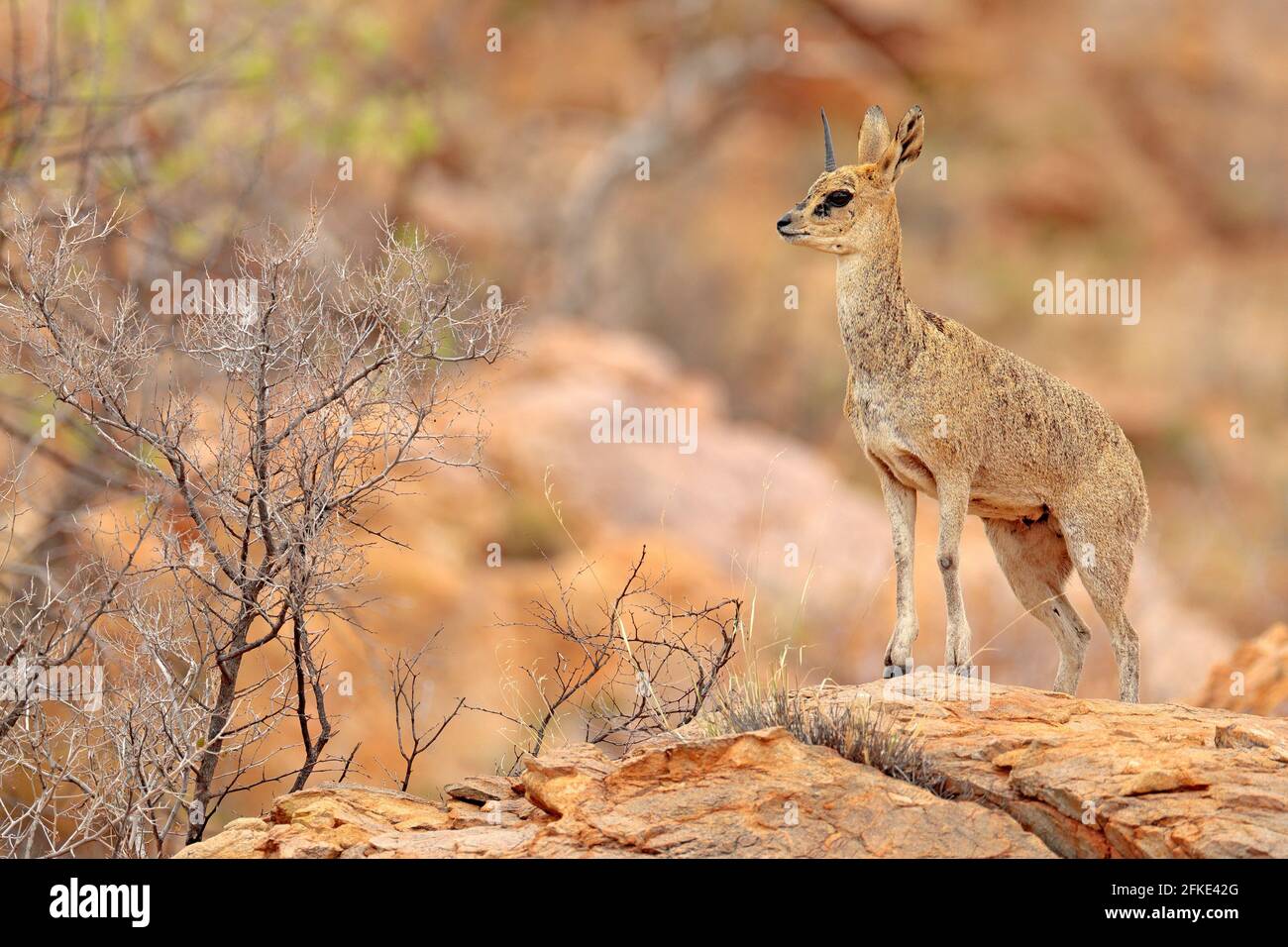 Klipspringer Antilope Fotos Und Bildmaterial In Hoher Aufl sung Alamy klipspringer-antilope-fotos-und-bildmaterial-in-hoher-aufl-sung-alamy