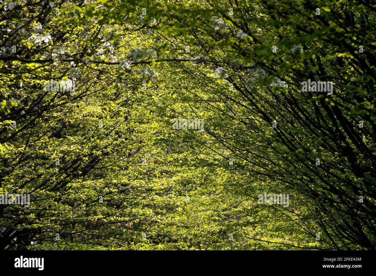 April Treetop Laub Carpinus betulus Europäische Hainbuche verzweigt Hainbuche grün Hintergrund Stockfoto