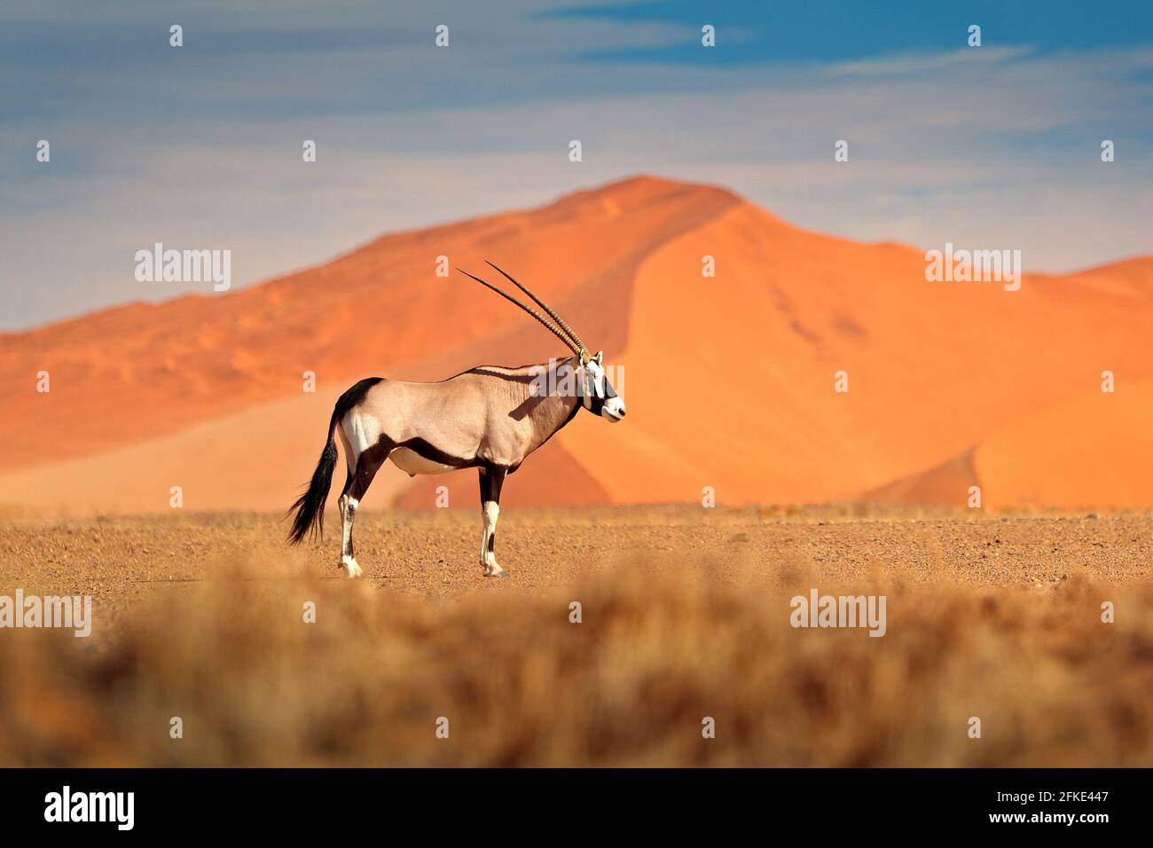Gemsbok mit orangefarbener Sanddüne Abenduntergang. Gemsbuck, Oryx gazella, große Antilope in Naturgebiet, Sossusvlei, Namibia. Wilde Tiere im savan Stockfoto