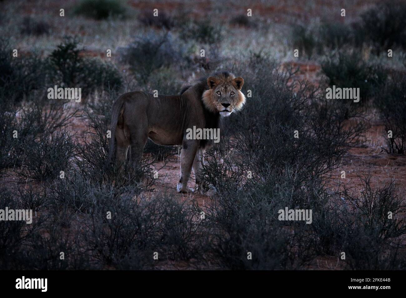 Kgalagadi Löwe im dunklen Morgen, Botswana. Löwe mit schwarzer Mähne, großes Tier im Lebensraum. Gesicht Porträt der afrikanischen gefährlichen Katze. Wildlife-Szene aus Stockfoto
