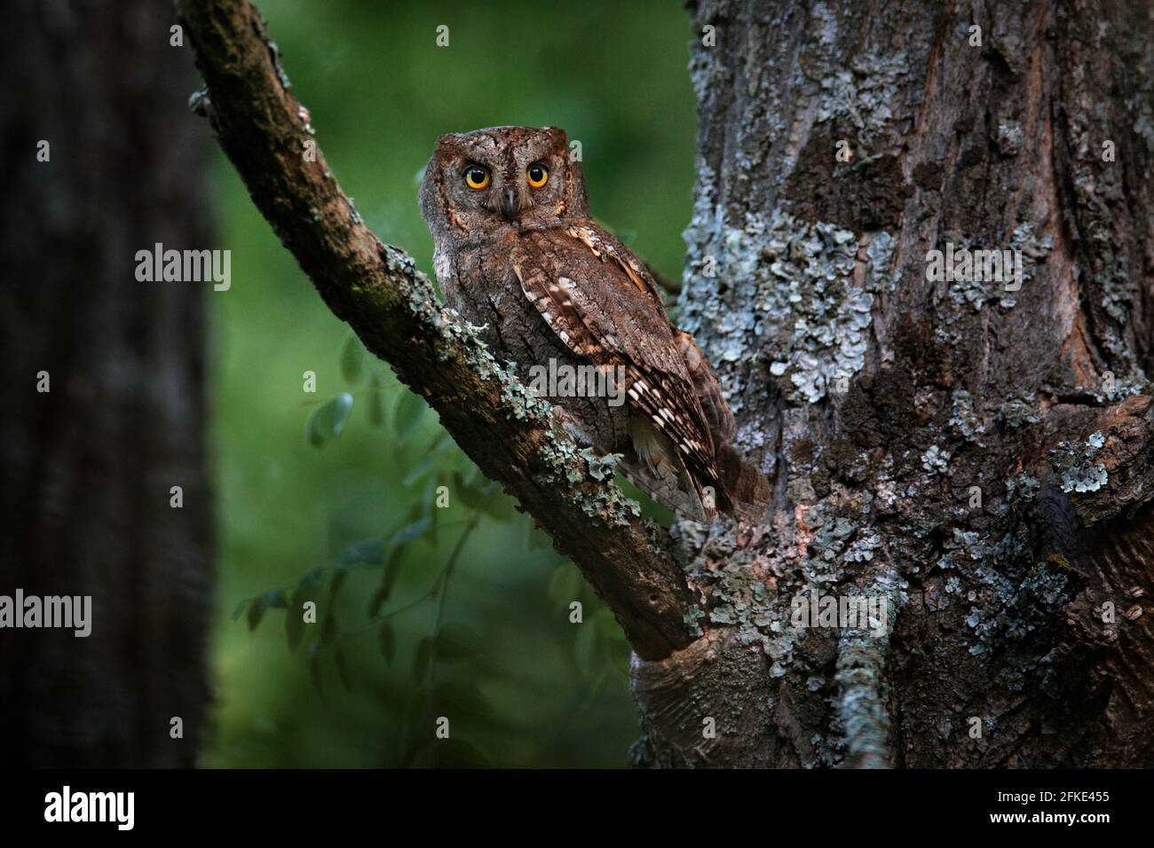 Gemeine Scops Eule, Otus Scops, kleine Eule in der Natur Lebensraum, sitzt auf dem grünen Baum Ast, Wald im Hintergrund, Bulgarien. Wildtierszene f Stockfoto