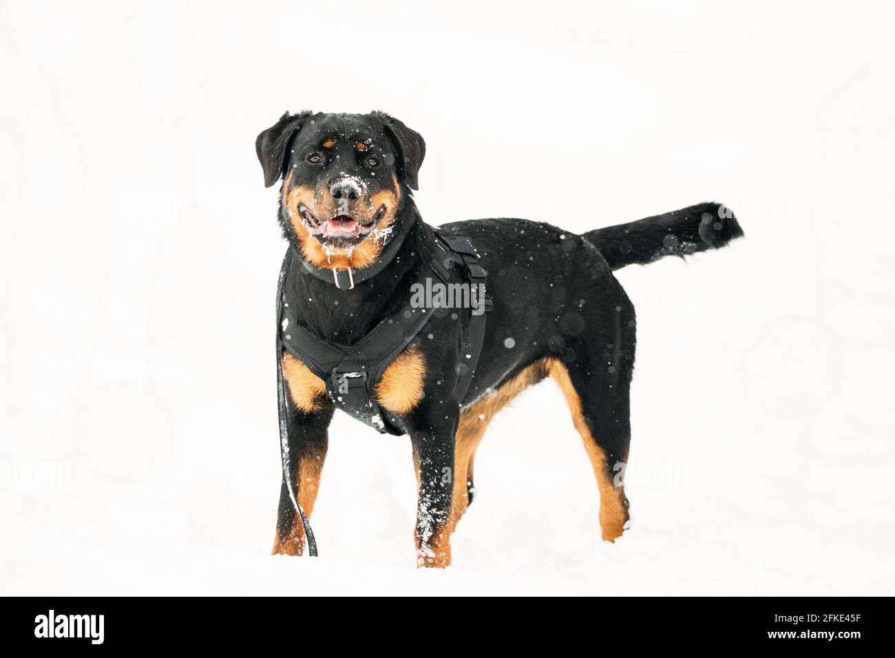Schwarzer Rottweiler Metzgerhund Hund Im Schnee Am Wintertag. Hund ist in EINEM speziellen Trainingsanzug gekleidet Stockfoto