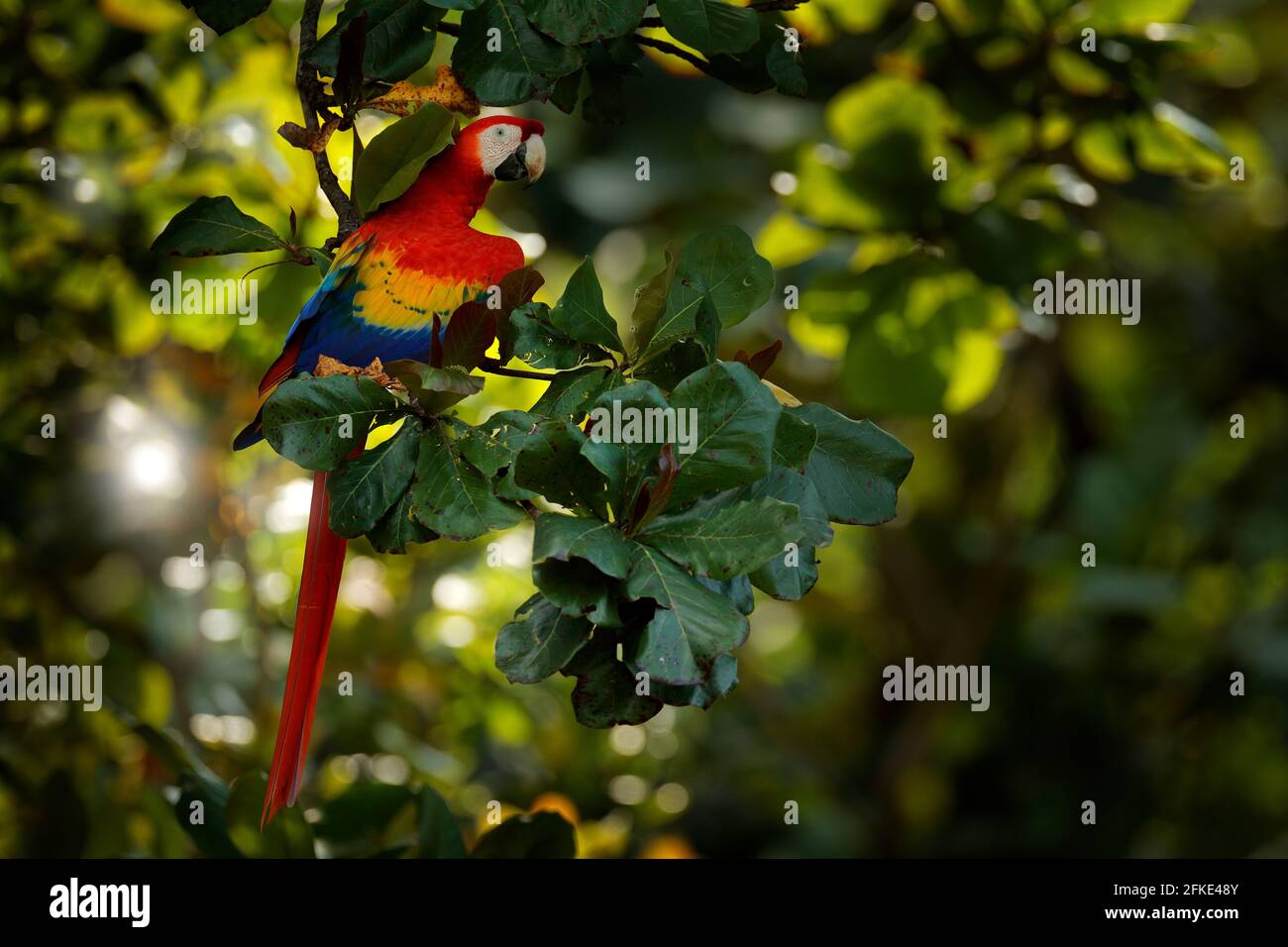 Schöner Papagei auf Baum grünen Baum in Natur Lebensraum. Roter Papagei scharlachroter Ara, Ara macao, Vogel am Ast, Costa rica. Wildlife-Szene Stockfoto
