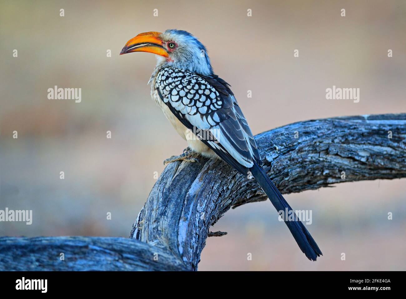 Südlicher Gelbschnabelhornschnabel, Tockus leucomelas. Etosha, Namibia, Afrika. Detail Porträt des Vogels mit großen gelben Schnabel. Wildlife-Szene aus Afrika Stockfoto