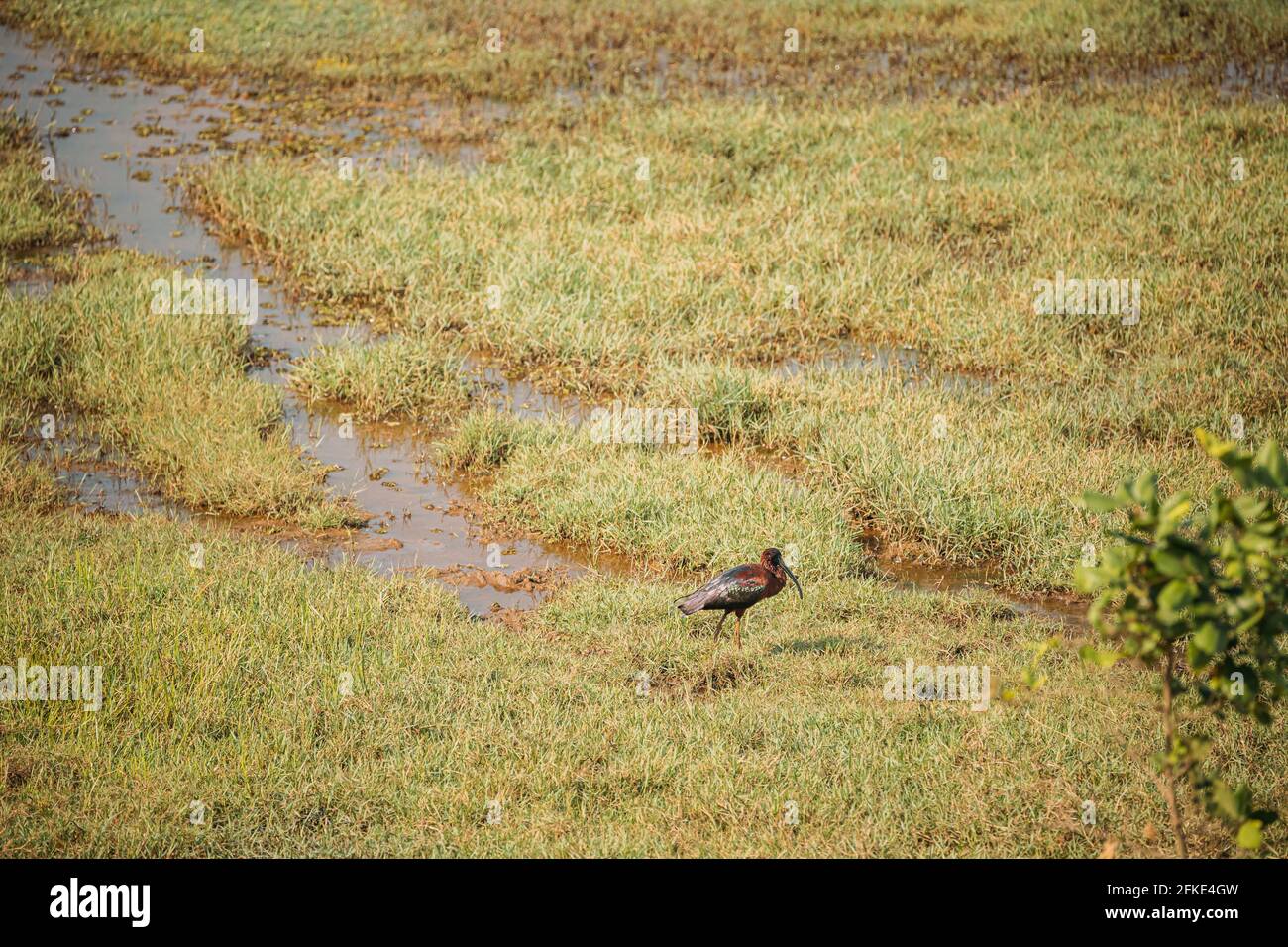 Goa, Indien. Hochglanz Ibis am Morgen auf der Suche nach Essen in Swamp. Plegadis falcinellus ist ein Watvögel der ibis Familie Threskiornithidae Stockfoto